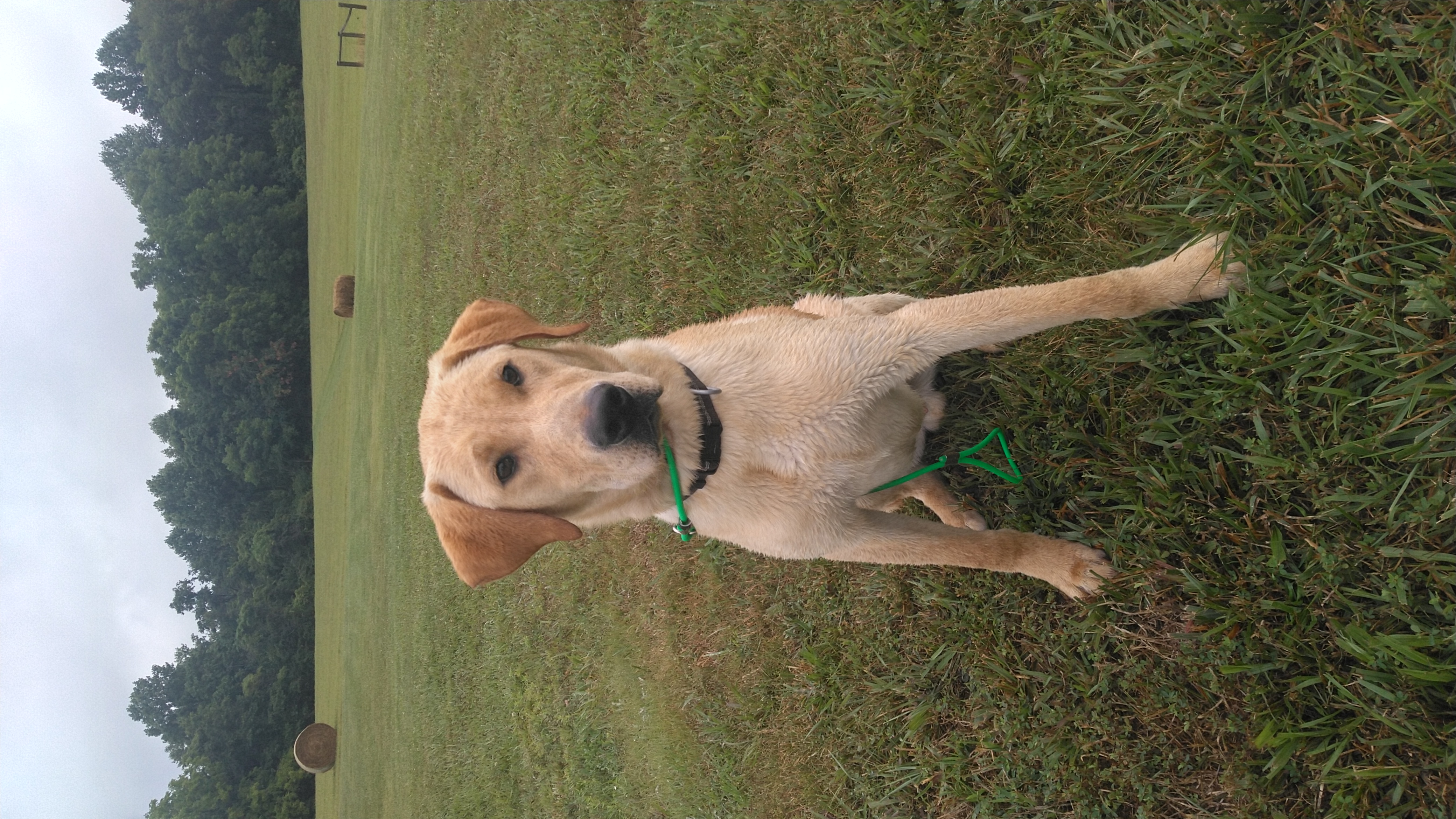 Knight Ridge Wild Willie | Yellow Labrador Retriver