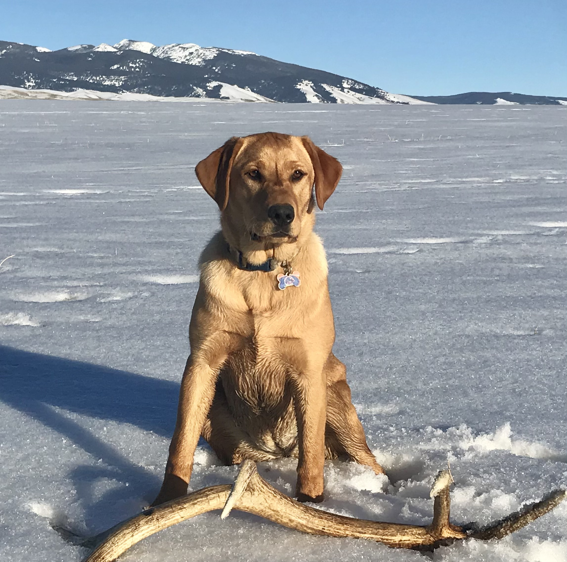 Remi Hunts On The Salmon River | Yellow Labrador Retriver