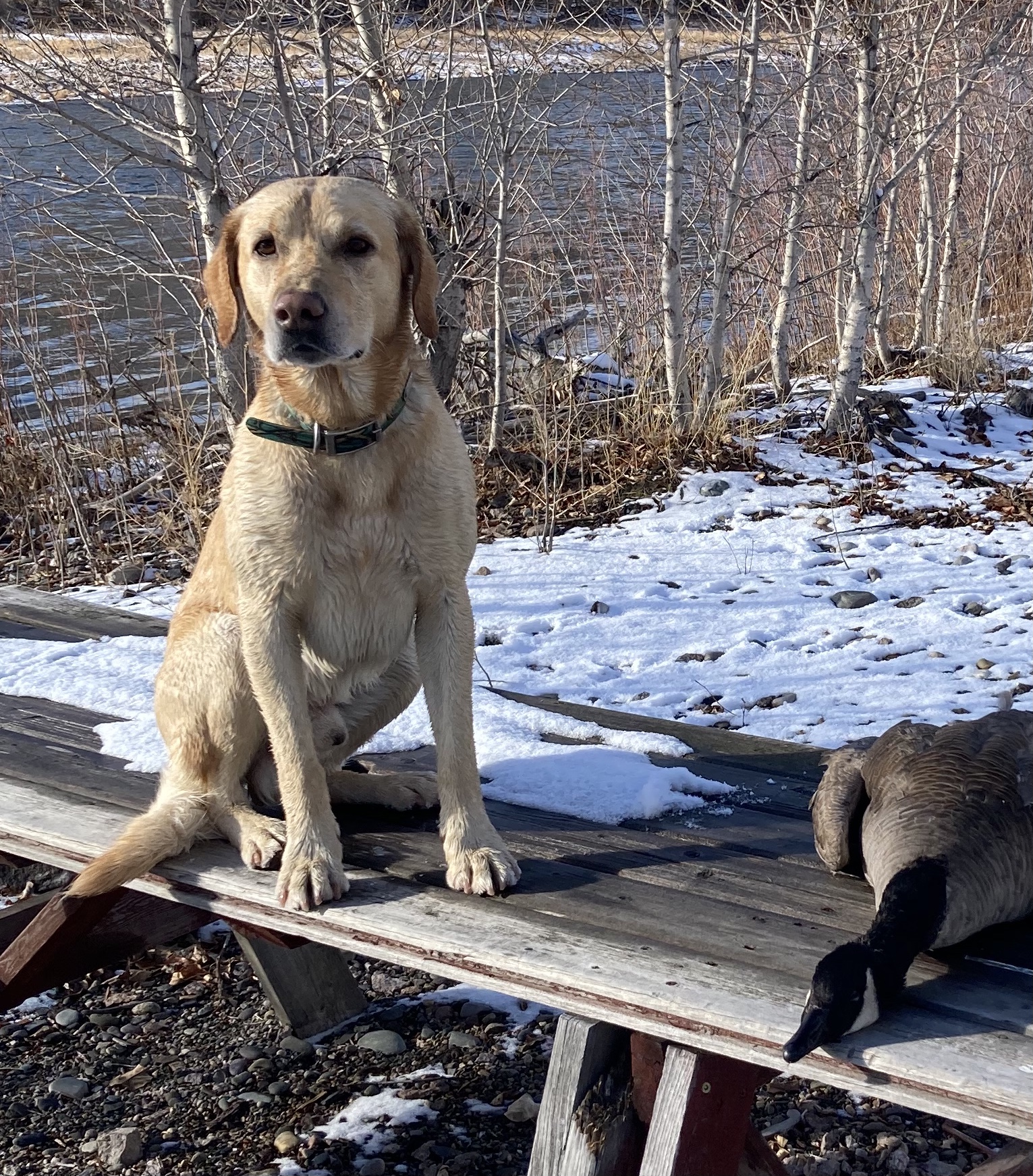 Hi Ryzer’s In The Countryside | Yellow Labrador Retriver