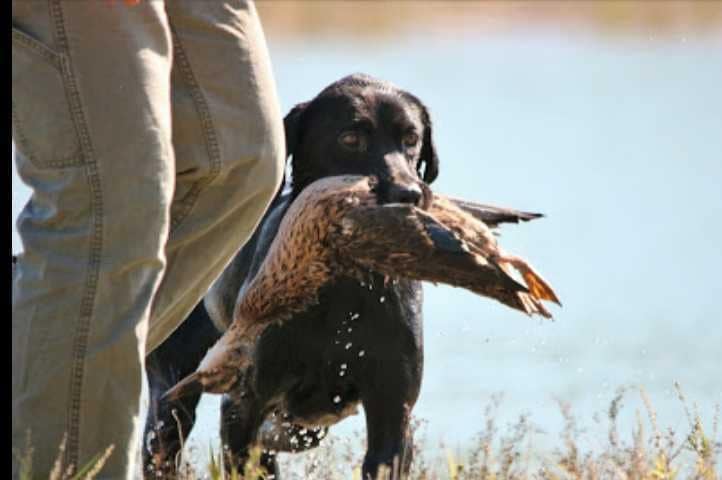 MPR SR Thunderstruck On The 45th Parallel | Black Labrador Retriver