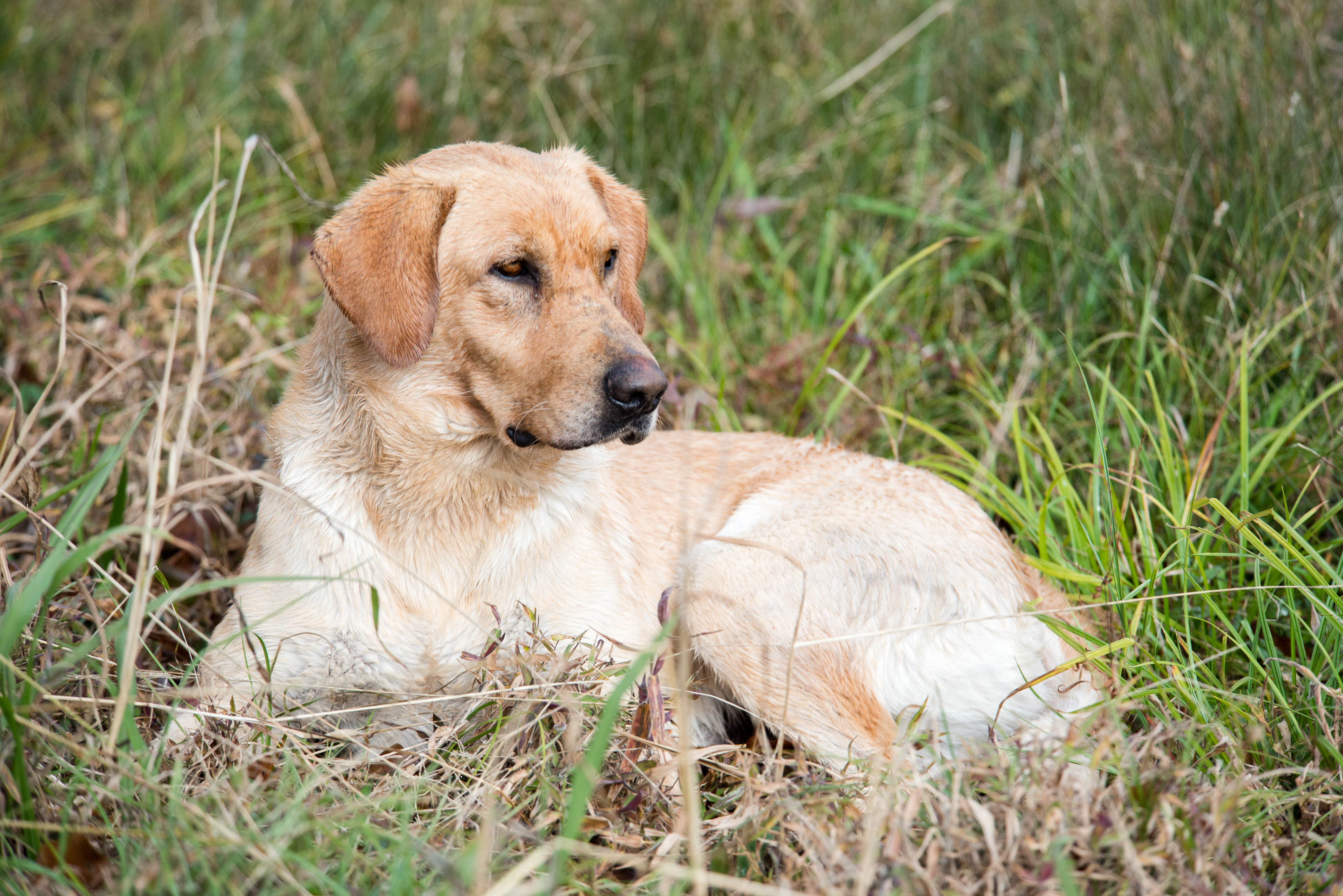 HRCH Pocotaligo's Peacemaker SH | Yellow Labrador Retriver