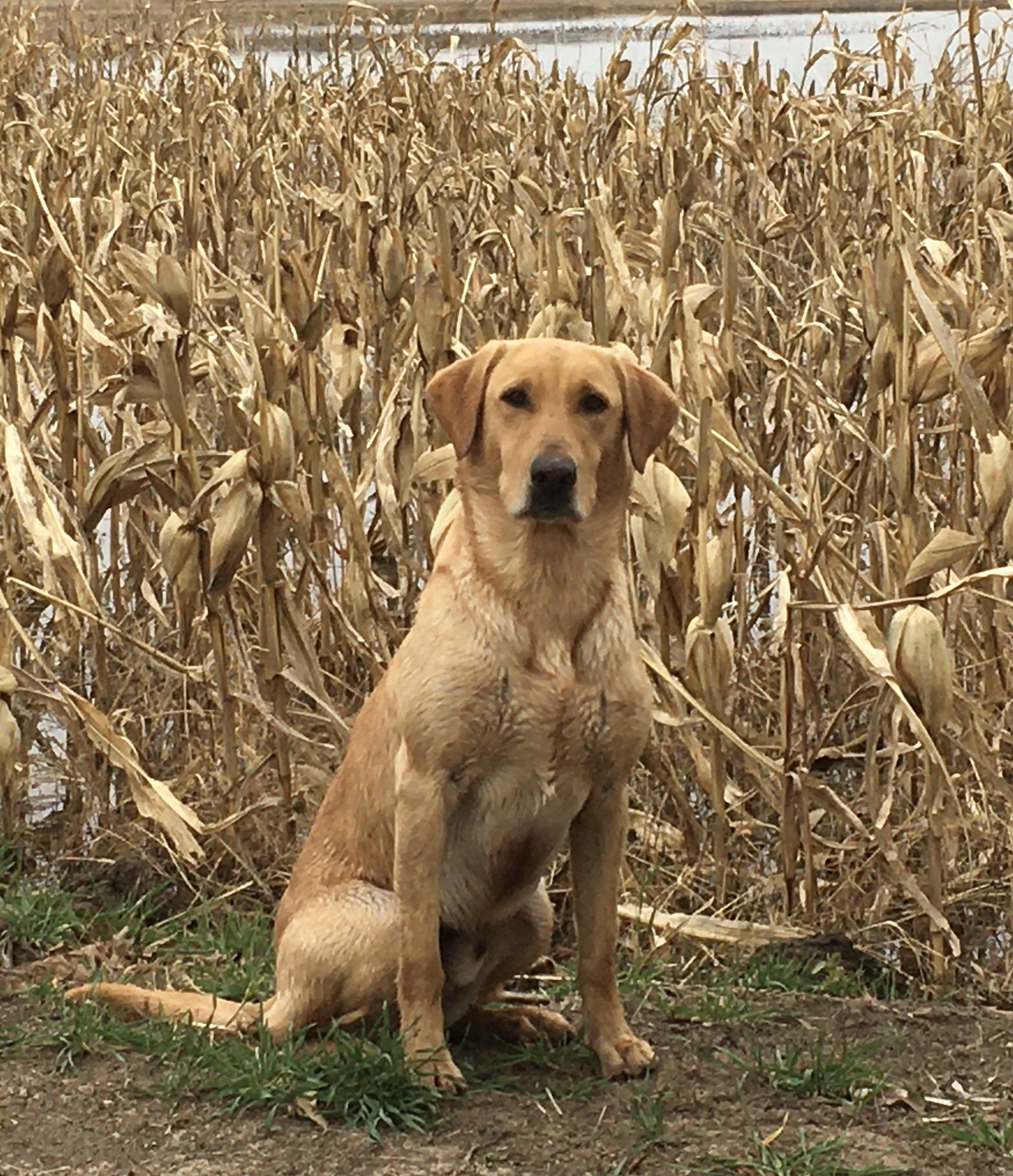 Lone Oaks Sir Maxwell MH QA2 | Yellow Labrador Retriver