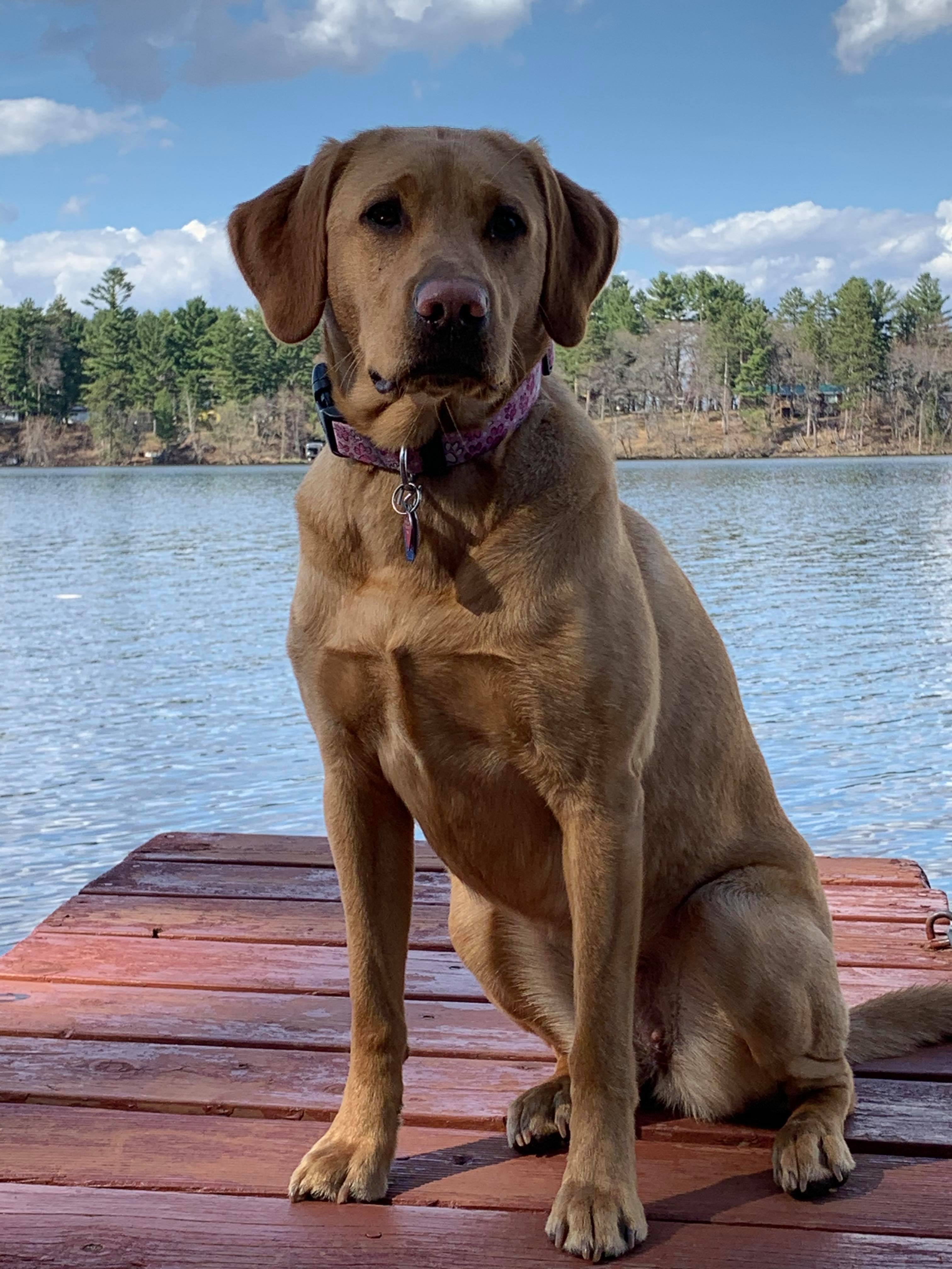 Rainmaker's Winchester Red Racer | Yellow Labrador Retriver