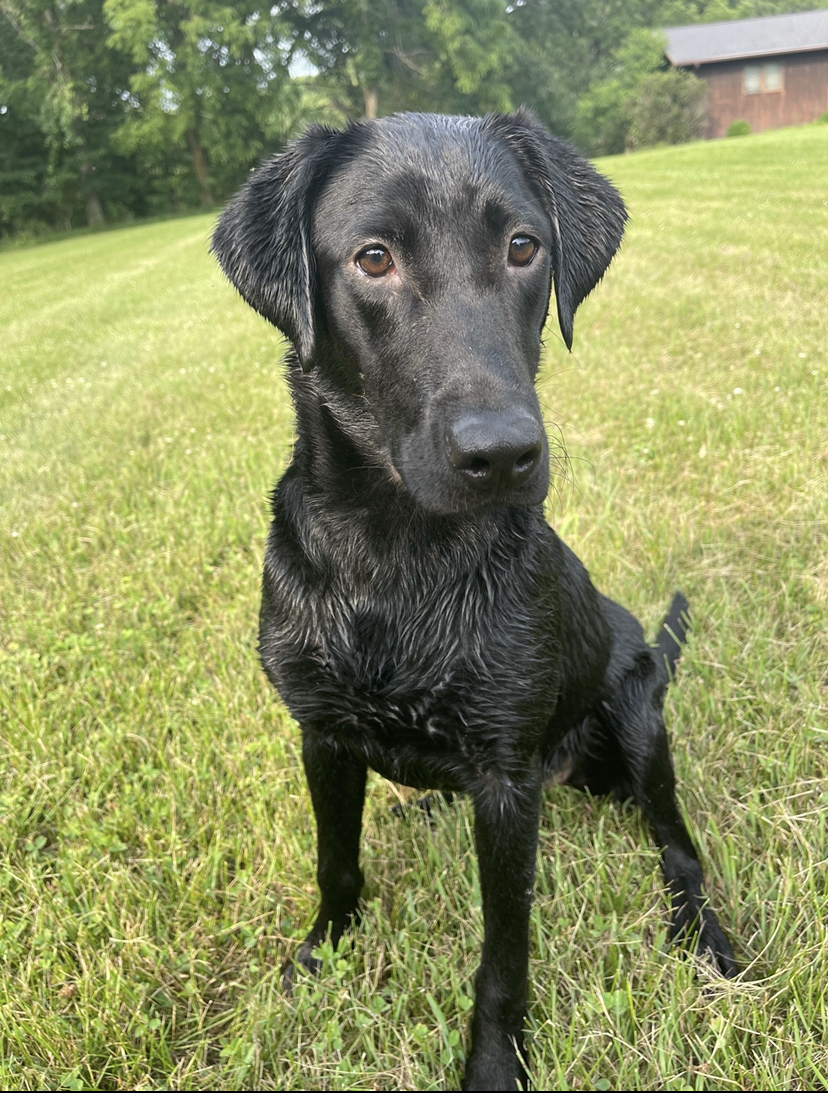 SHR UP Labradors Mighty Northern Gales | Black Labrador Retriver