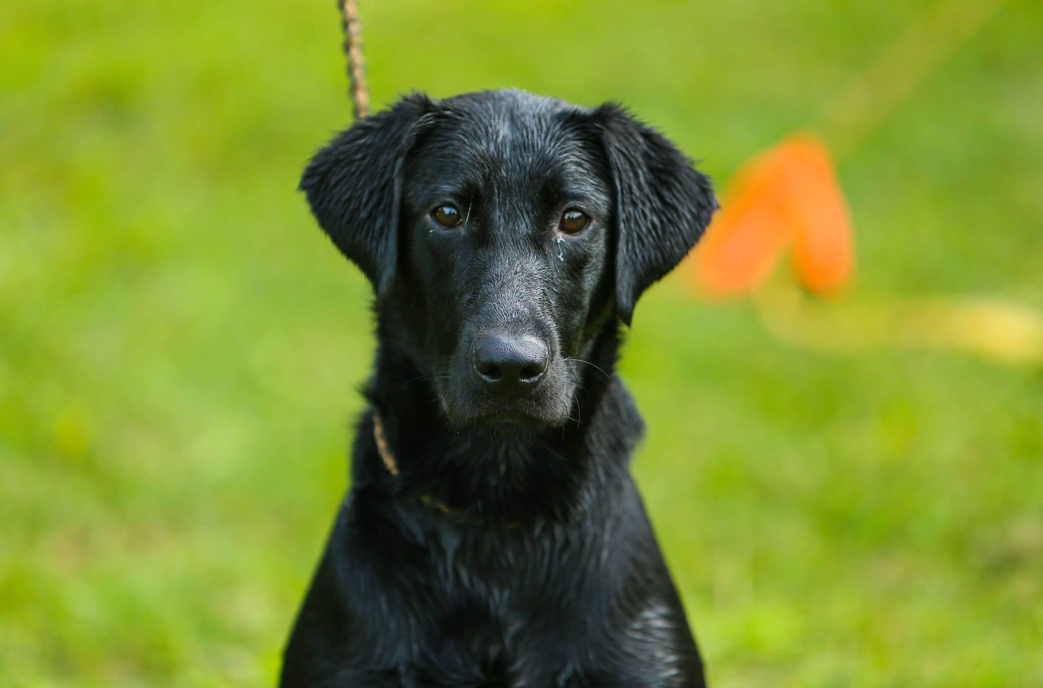 SHR UP Labradors Mighty Northern Gales | Black Labrador Retriver