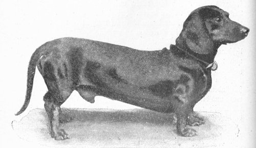 Nimrods Bob | Dachshund 