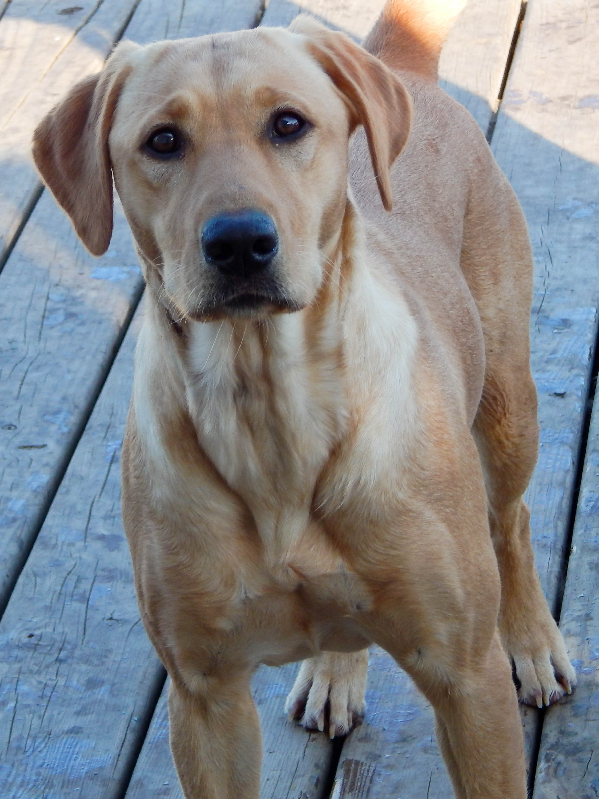 Birddog's Shake Your Money Maker | Yellow Labrador Retriver