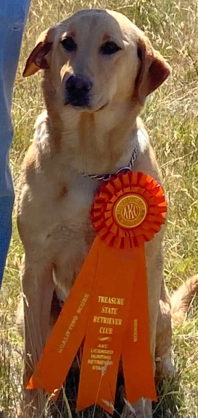 Mountain River's Hair Trigger JH, SH | Yellow Labrador Retriver