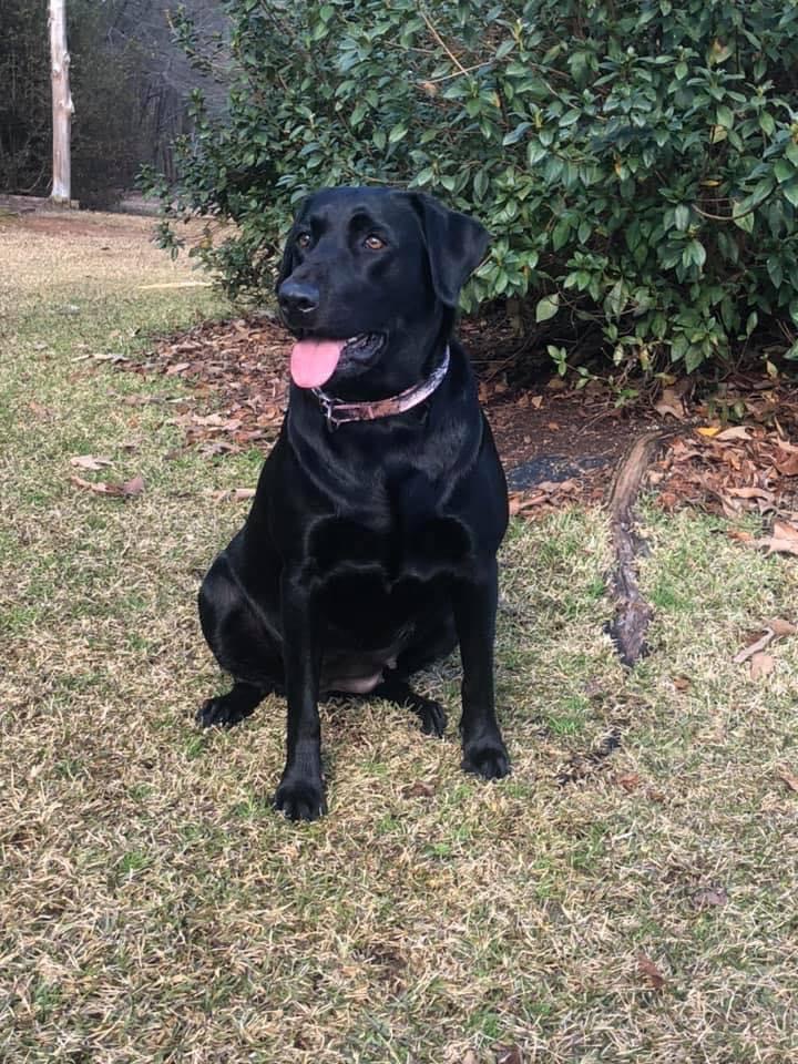 Edgefield's Finest Miss Bell | Black Labrador Retriver