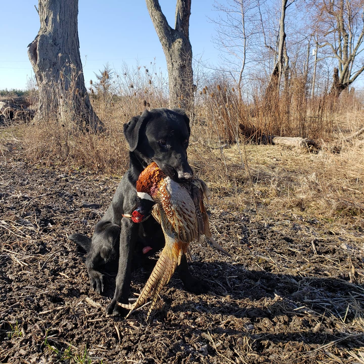 SHR  Erie Shores Fire On The Bayou | Black Labrador Retriver