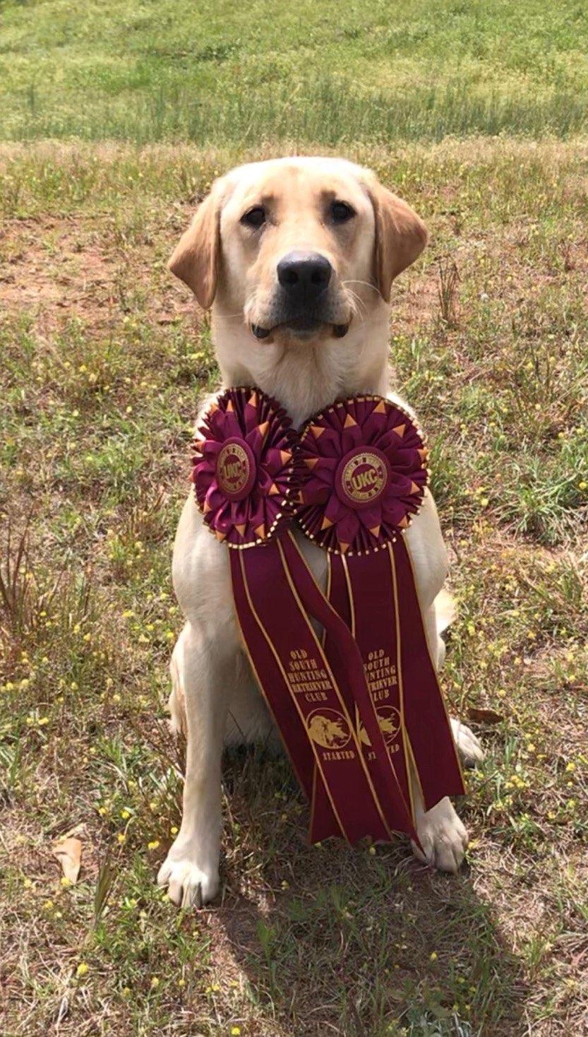 Barksdale's Southern Belle | Yellow Labrador Retriver