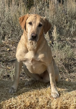 Seco Valley's Dulce Chick MH | Yellow Labrador Retriver