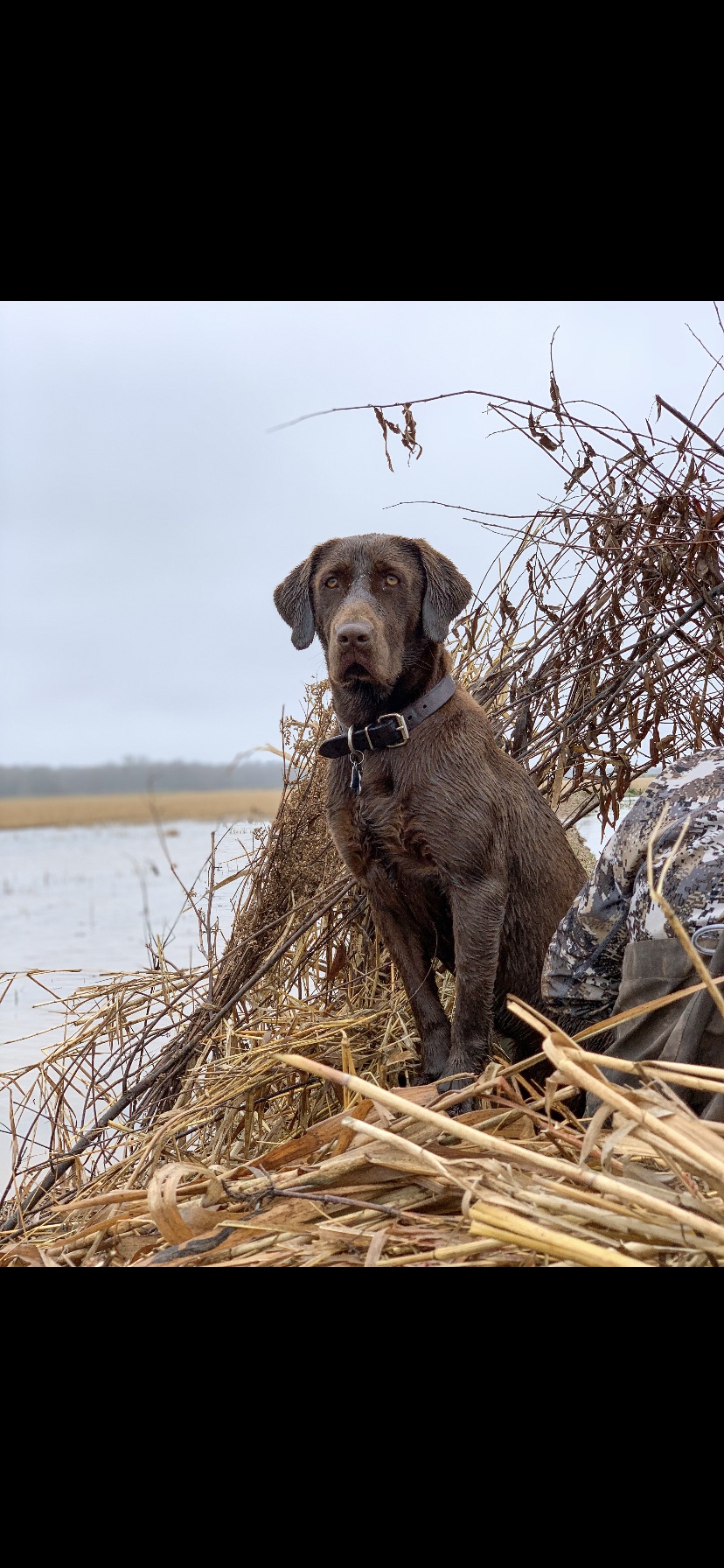 Willies Wish Upon A Star | Chocolate Labrador Retriver