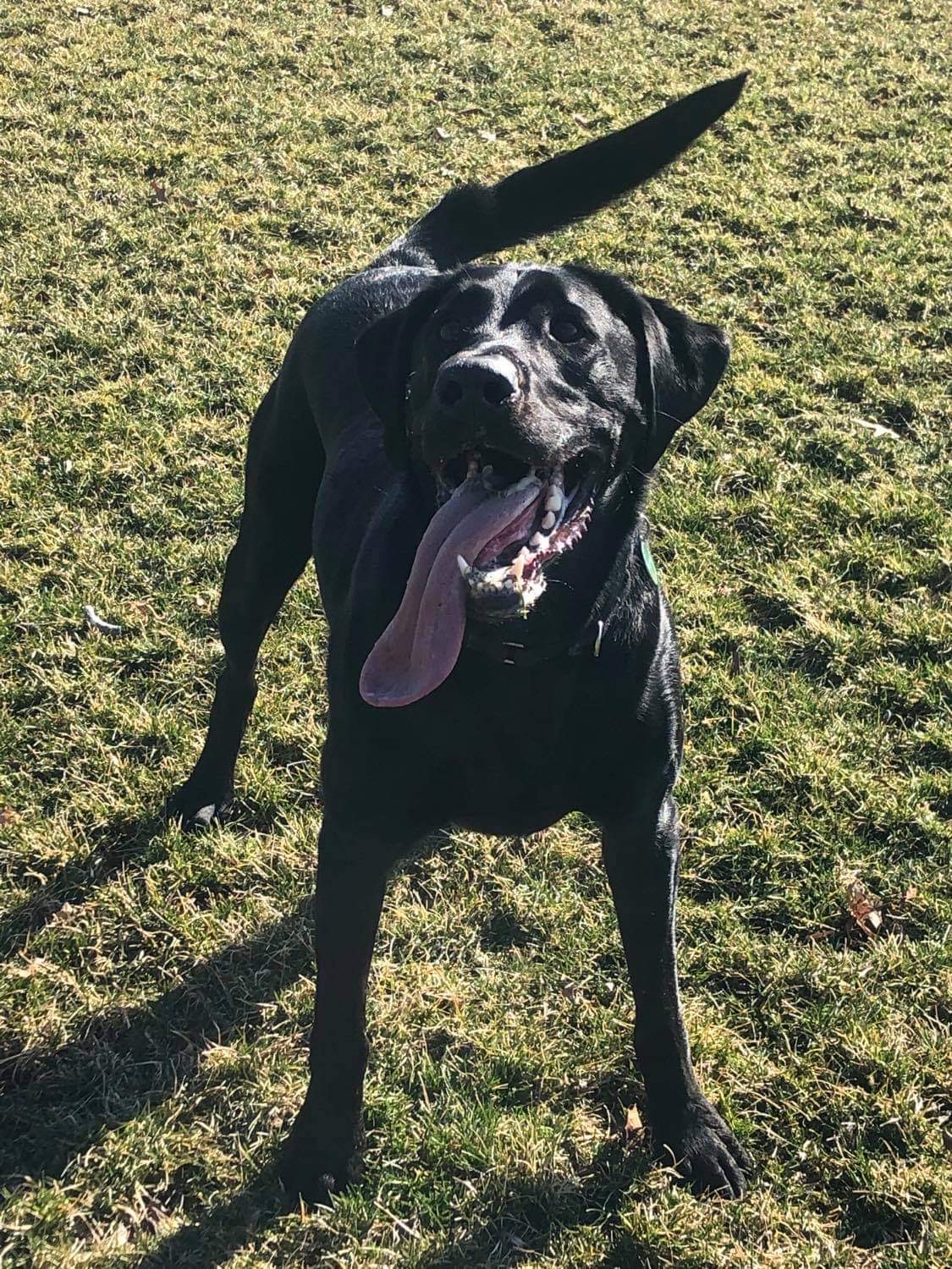 SHR Purdy Journey Beyond SH MH | Black Labrador Retriver