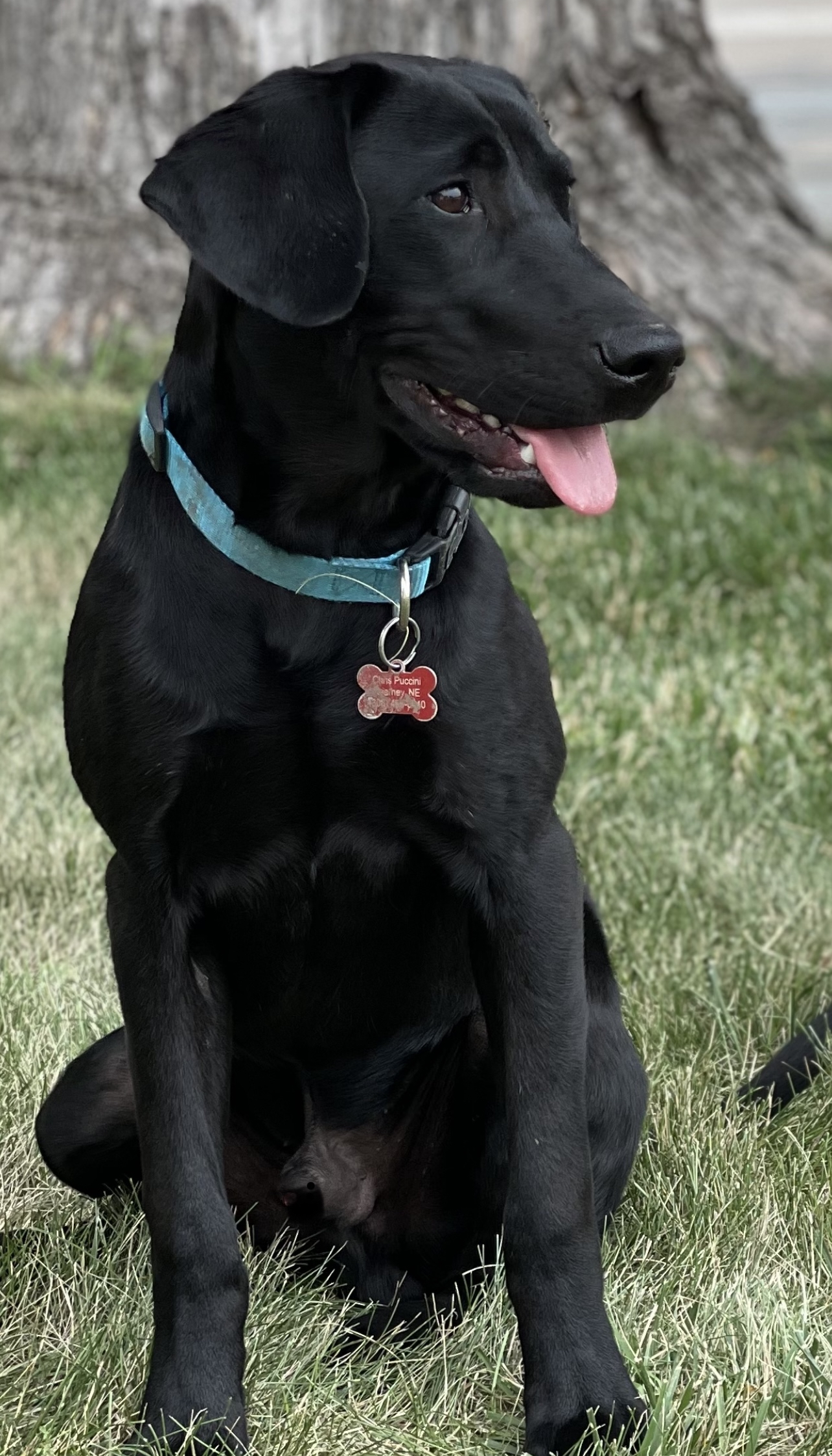 Pcr Sitmark Boom Kruze | Black Labrador Retriver