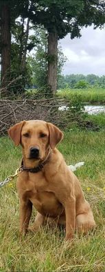 Rlr Rickard's Remedy | Yellow Labrador Retriver