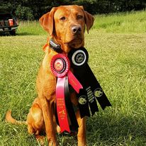 Rlr Tango's Rickard's Red | Yellow Labrador Retriver