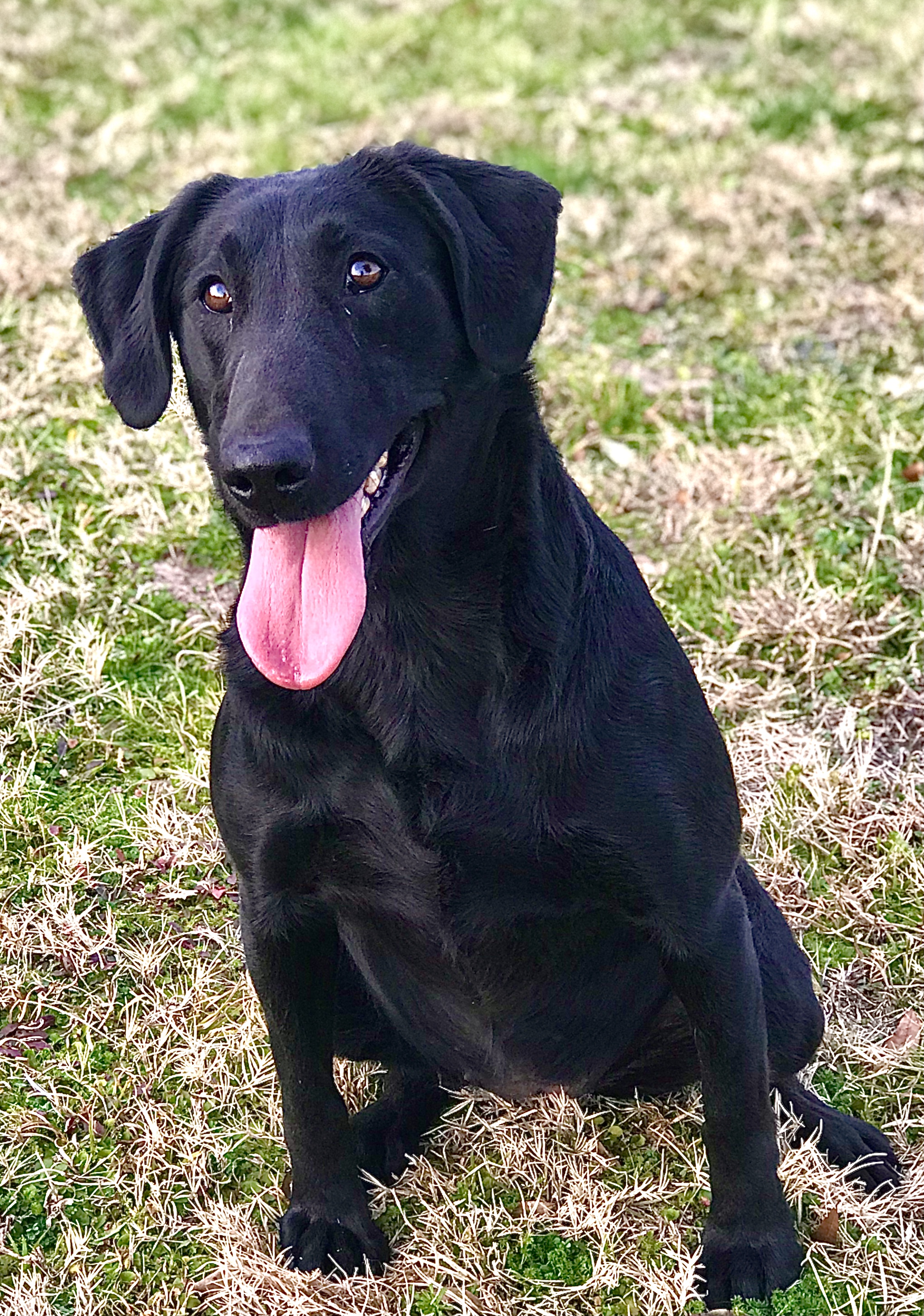 HRCH Compton’s Rowdy Foxx MH | Black Labrador Retriver