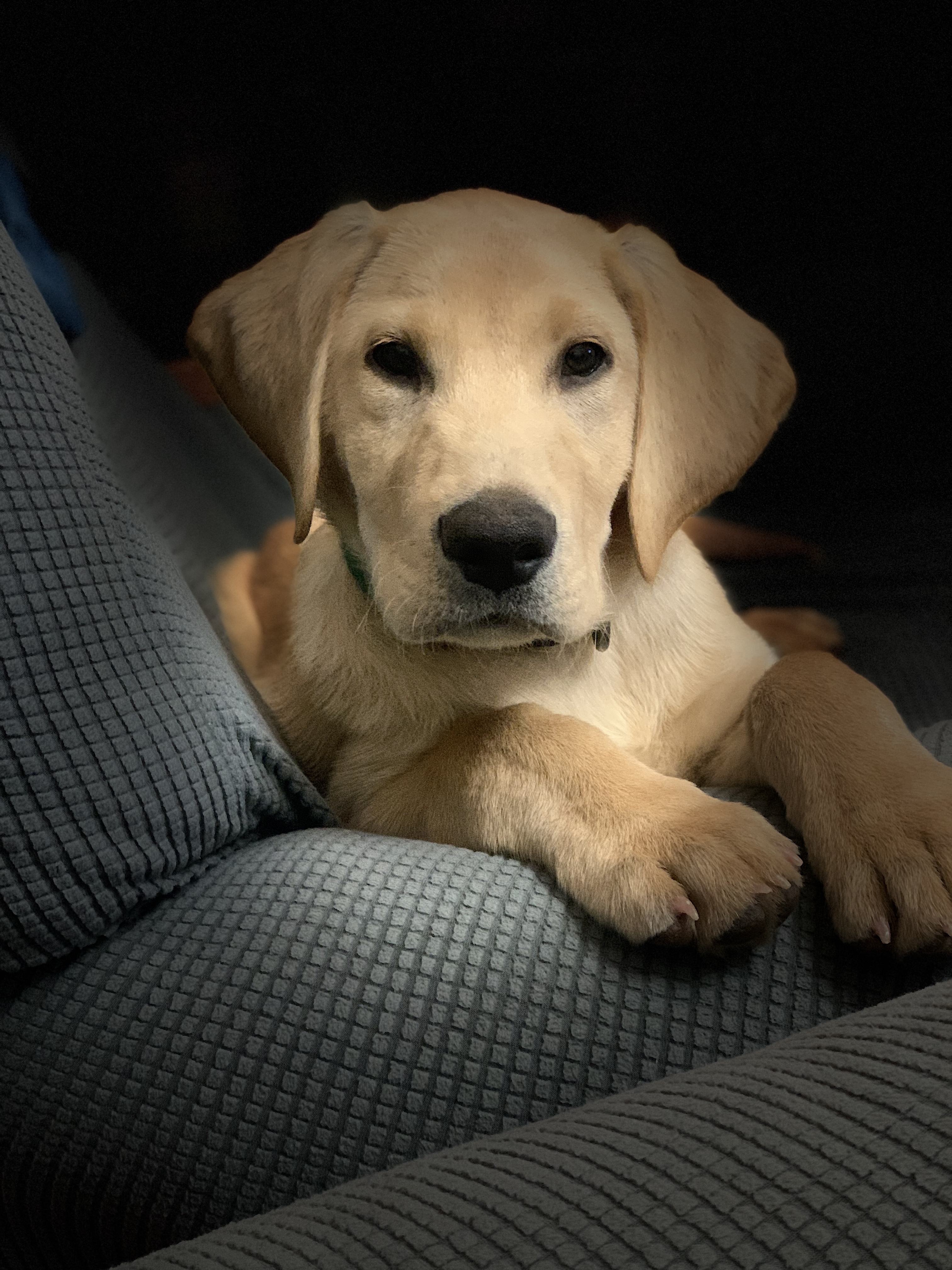 Green Rivers Hangin Heavy | Yellow Labrador Retriver