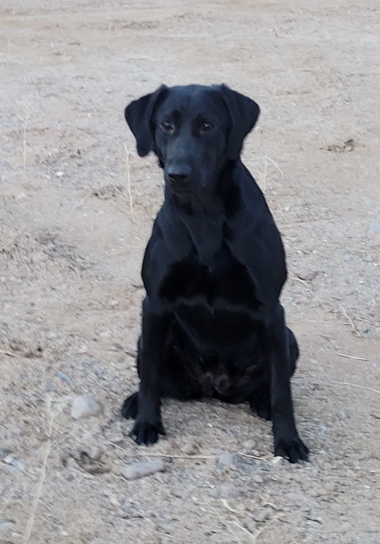 Jetstream High Desert Temperture Rising | Black Labrador Retriver