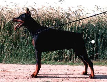 Satos v. Amtmannsgarten | Black Doberman Pinscher