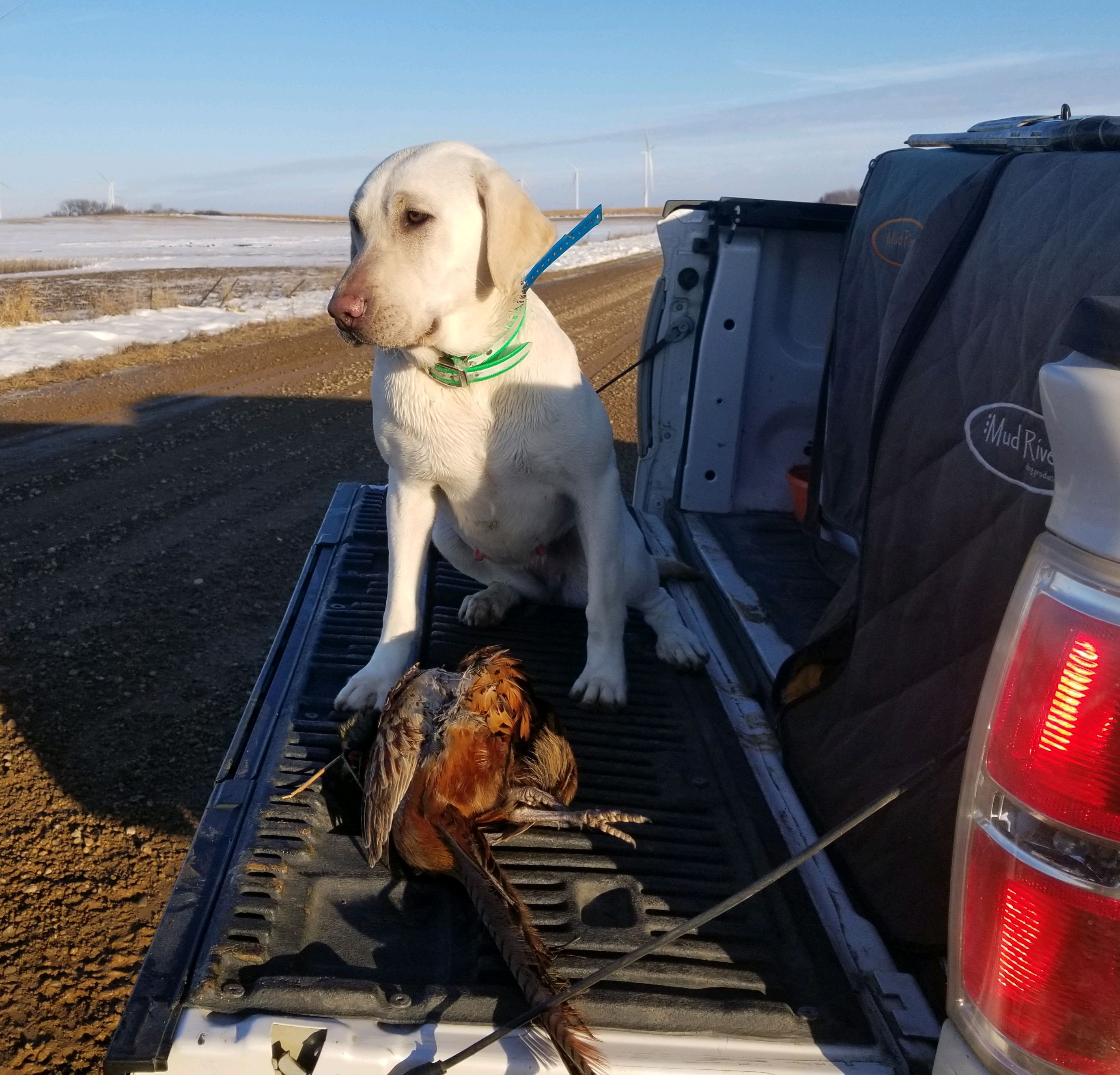 CPR Thor's High Caliber Sweet Polly Purebred | Yellow Labrador Retriver