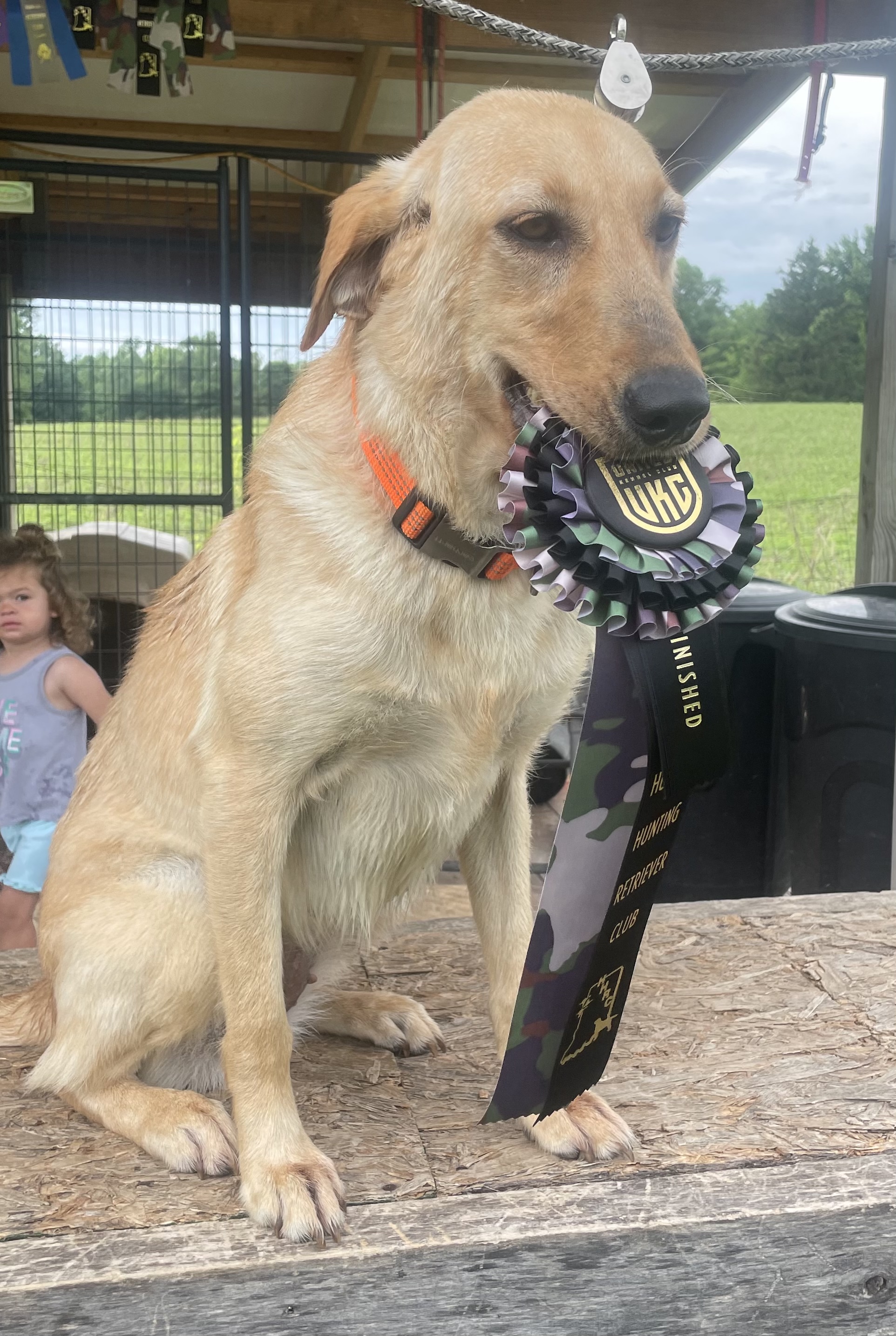 HRCH  White Rivers Southern Bell | Yellow Labrador Retriver