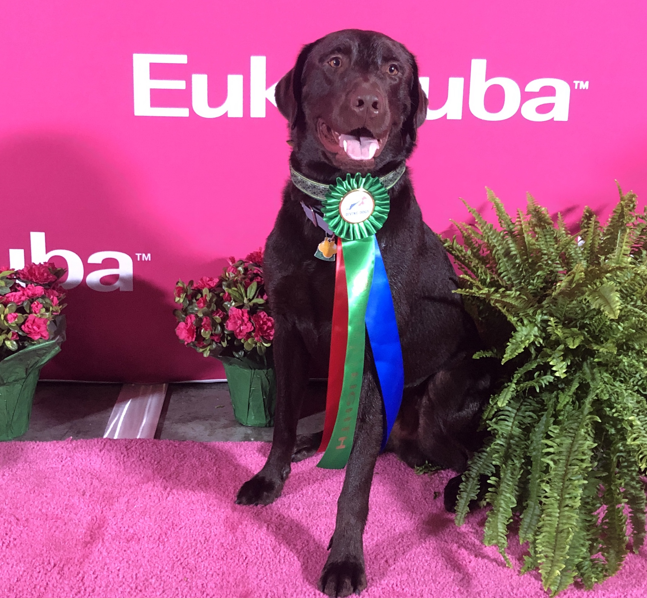 USJ SRSCC STK'9s Colt 45's Heart Of A Hero DSA DMX AS AMA HDM HDE RATN | Chocolate Labrador Retriver