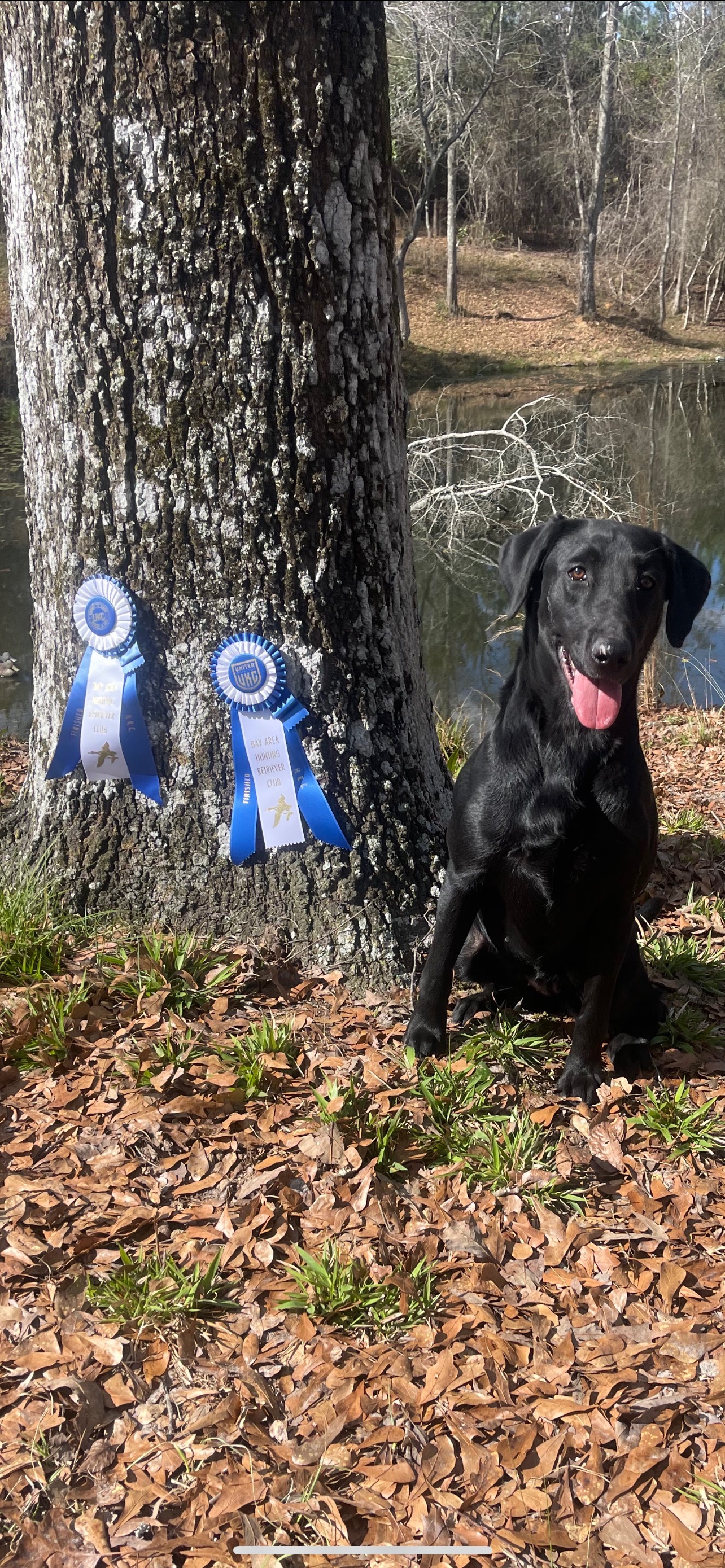 H.R. Fowlplay’s Rayne -n- Terror | Black Labrador Retriver