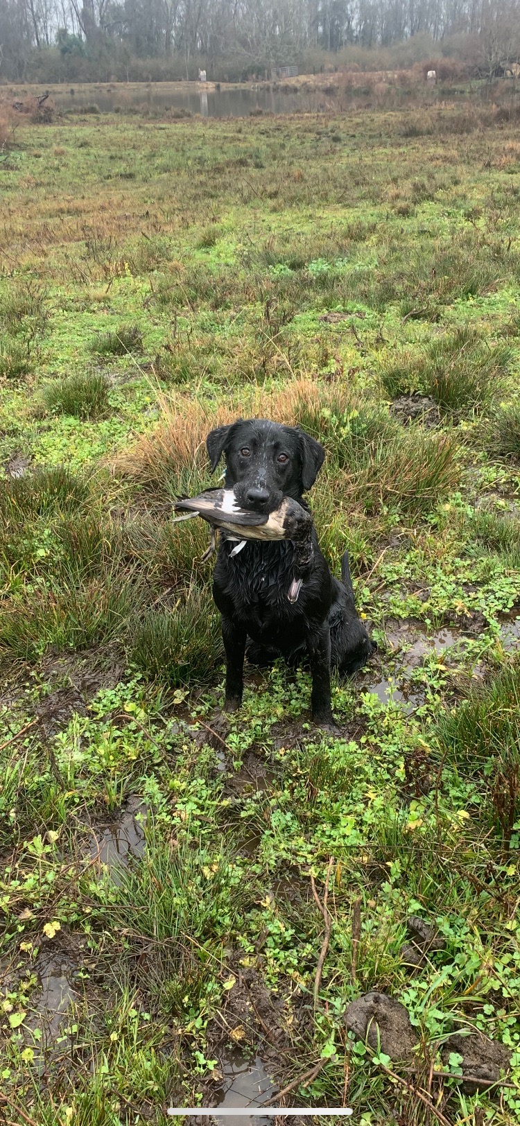 H.R. Fowlplay’s Rayne -n- Terror | Black Labrador Retriver