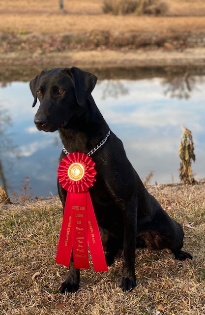 Cape Fear Google Guns And Roses QAA | Black Labrador Retriver