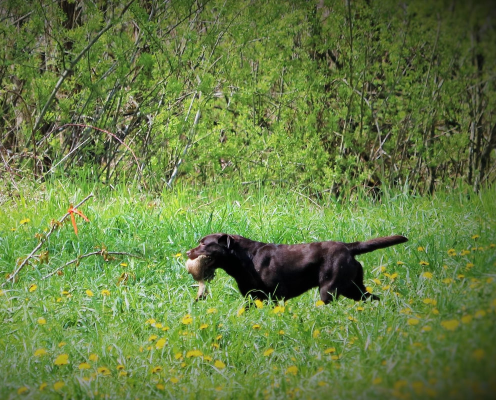 MBPIG CanCH Cactus Rose's Here For A Good Time JH WC | Chocolate Labrador Retriver