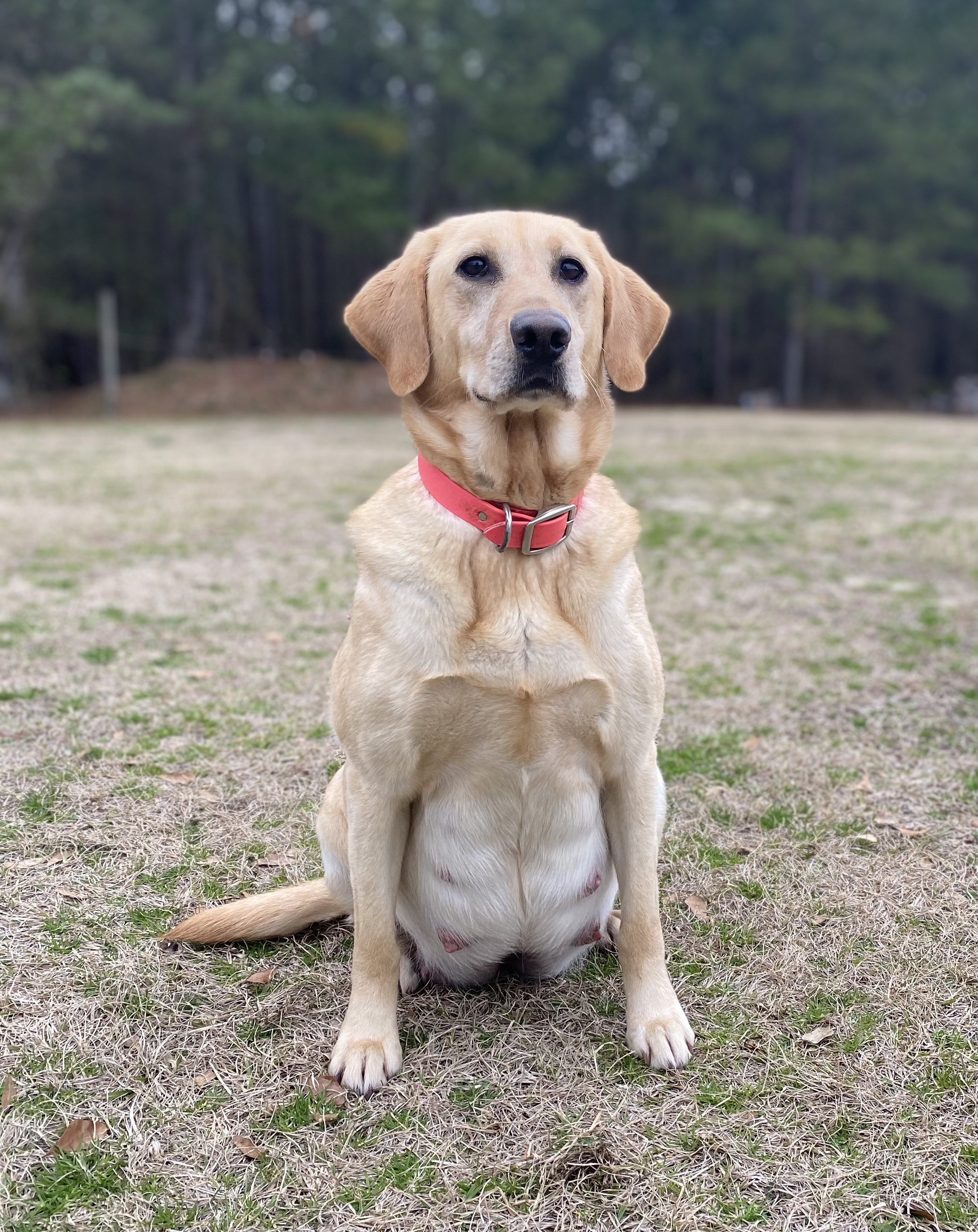 Top Line Navigating Natalie | Yellow Labrador Retriver