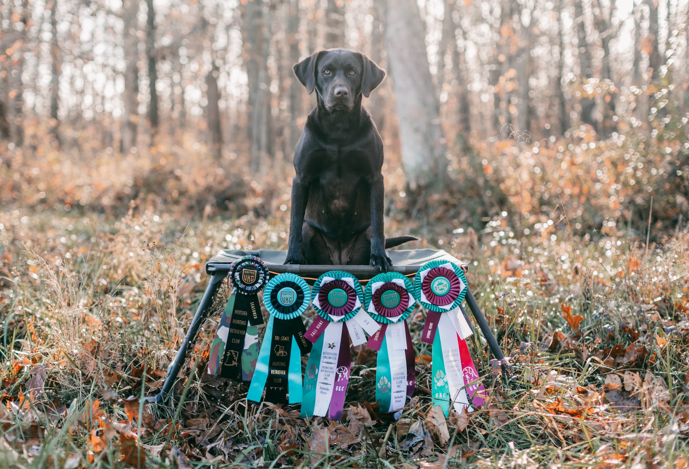 HR Cudas Buggy Withering Fig Tree | Chocolate Labrador Retriver