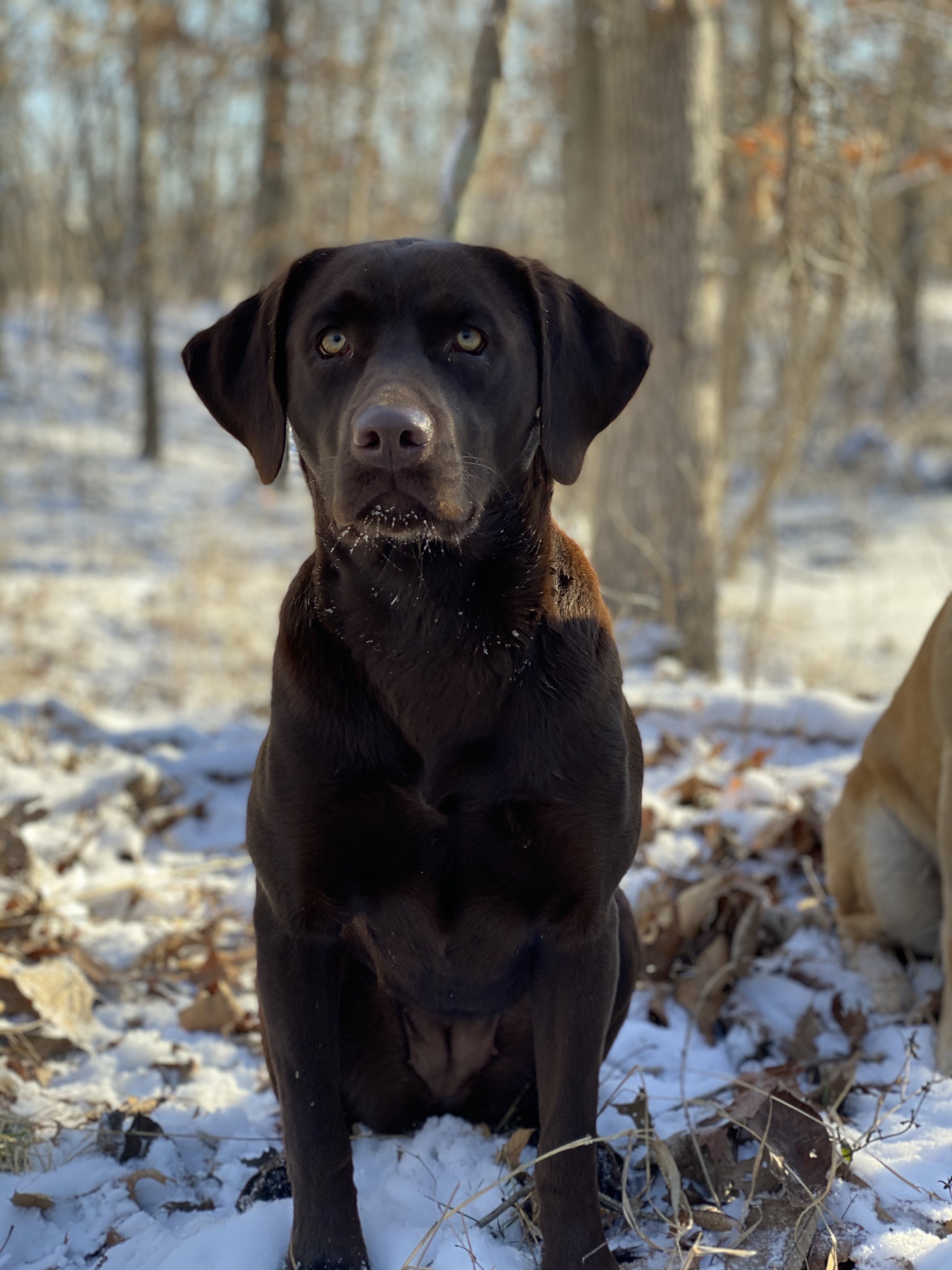 HR Cudas Buggy Withering Fig Tree | Chocolate Labrador Retriver