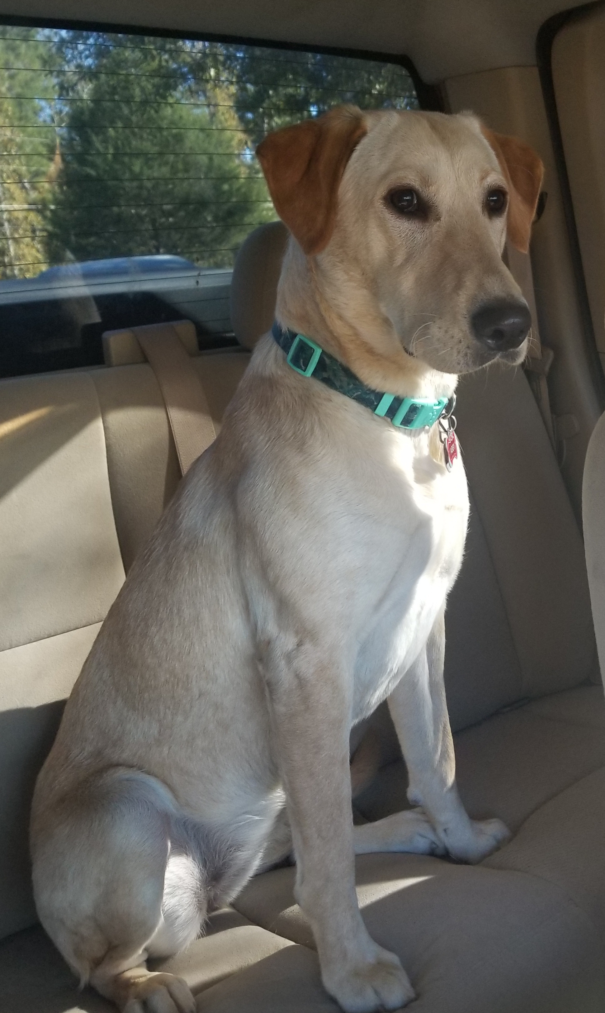 Redstorm's Abigail Down River Agian | Yellow Labrador Retriver