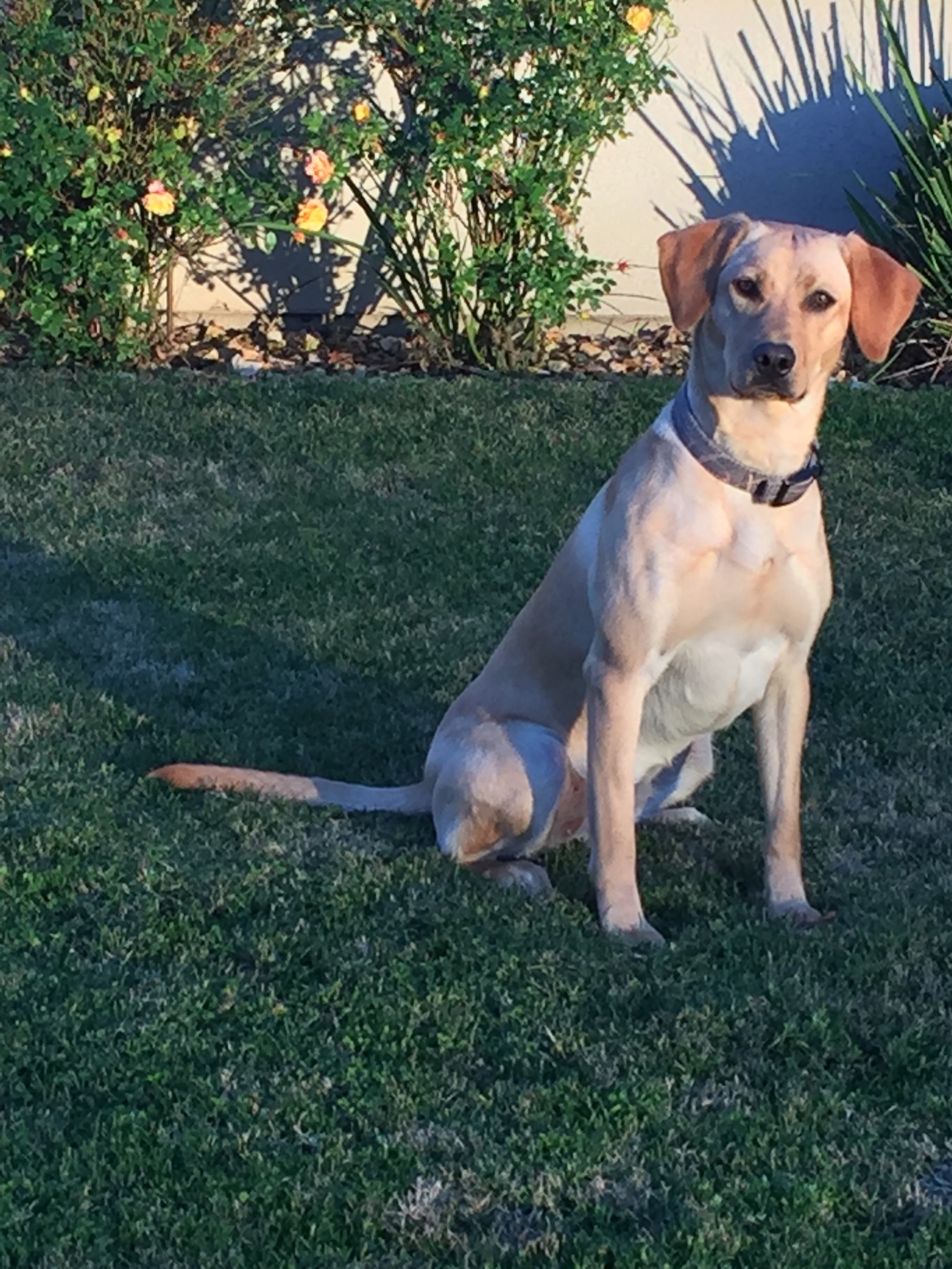 Sierraview’s Grasslands Ace’s Wildcard | Yellow Labrador Retriver