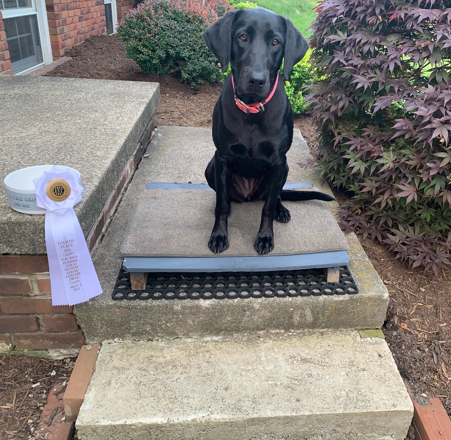 Sandbar’s Jazzy Lean Piper | Black Labrador Retriver