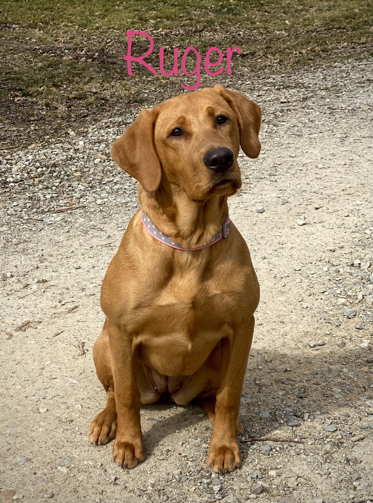 QTK 2a Right To Bear Arms "Ruger" SH | Yellow Labrador Retriver