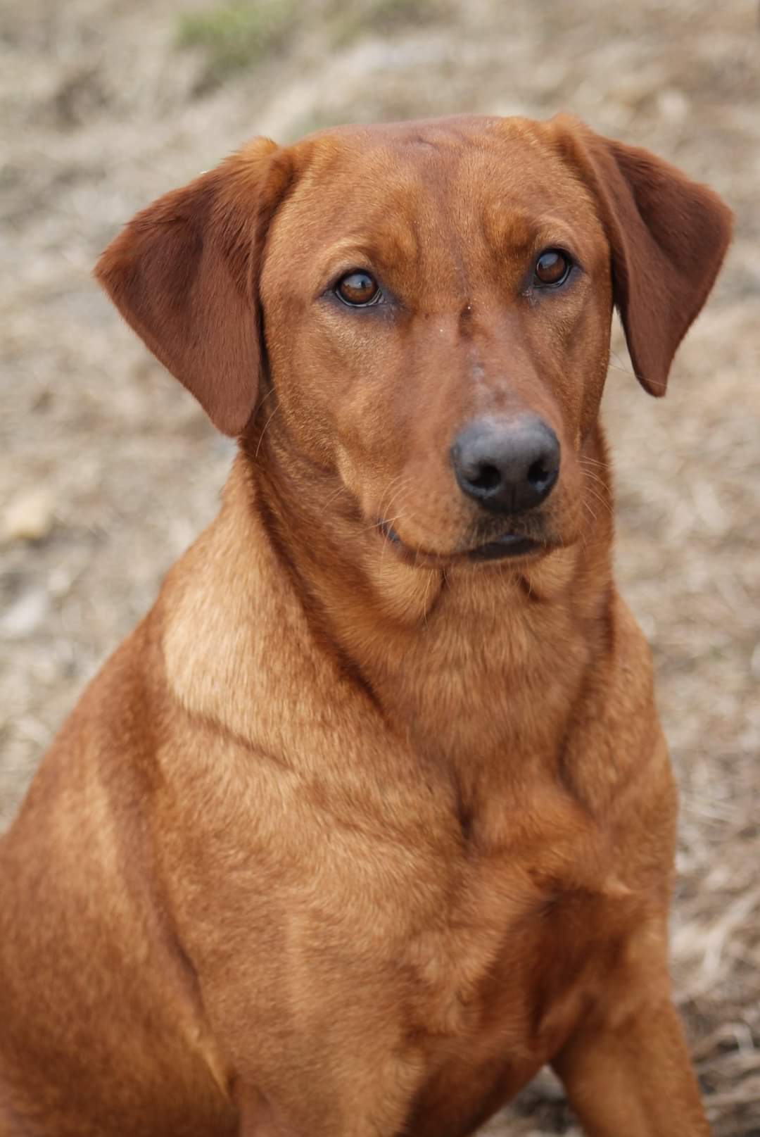 Tck's Sippin' On Fire | Yellow Labrador Retriver