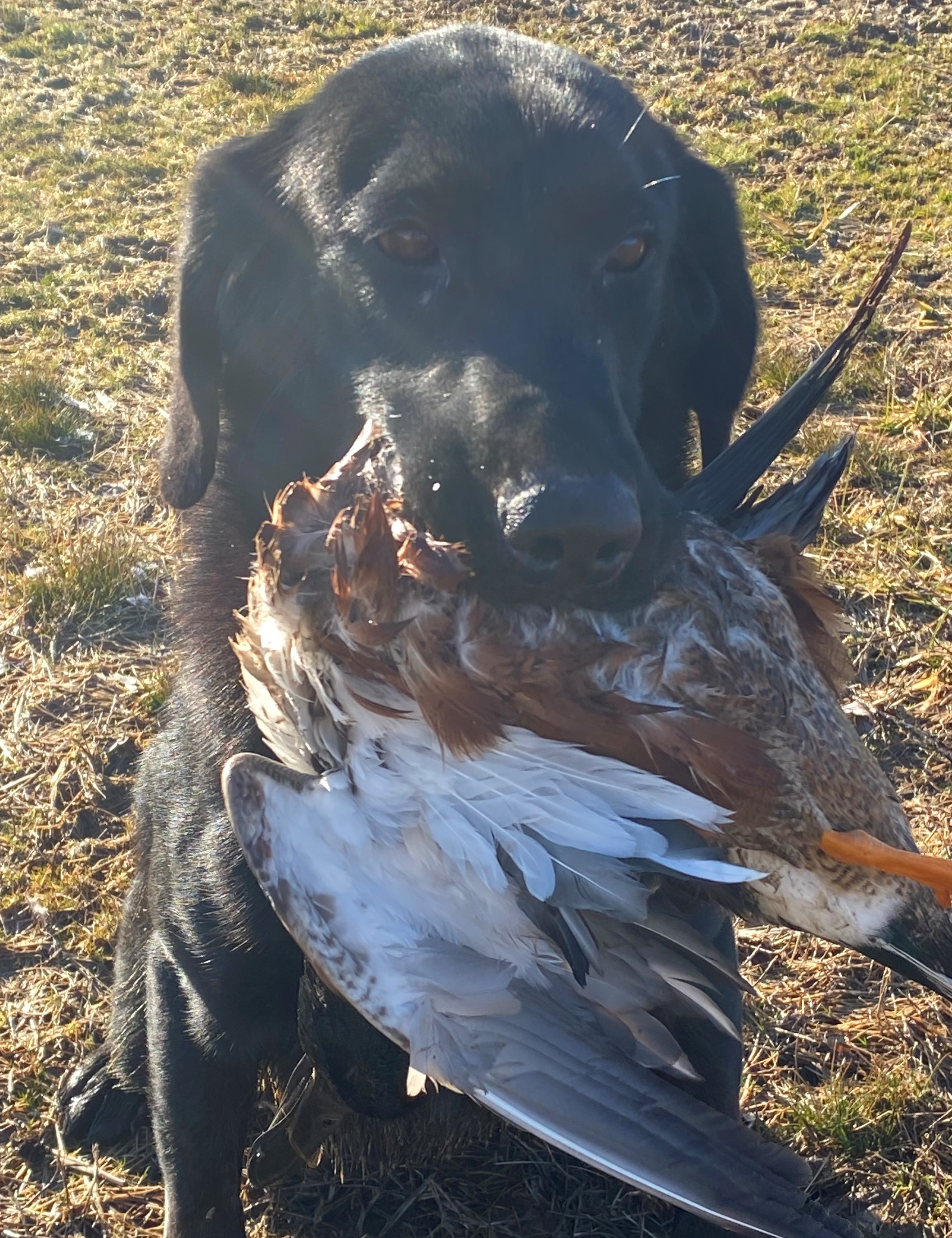 Mill Creek Sexxy Rexxy | Black Labrador Retriver