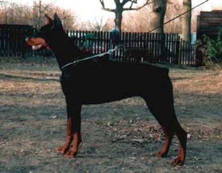 Mascha v. Amtmannsgarten | Black Doberman Pinscher