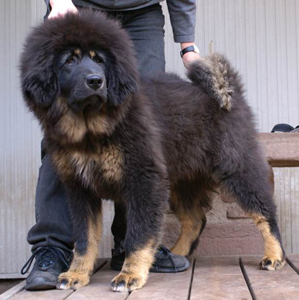 Sinagur Bohemia Siraque | Tibetan Mastiff 