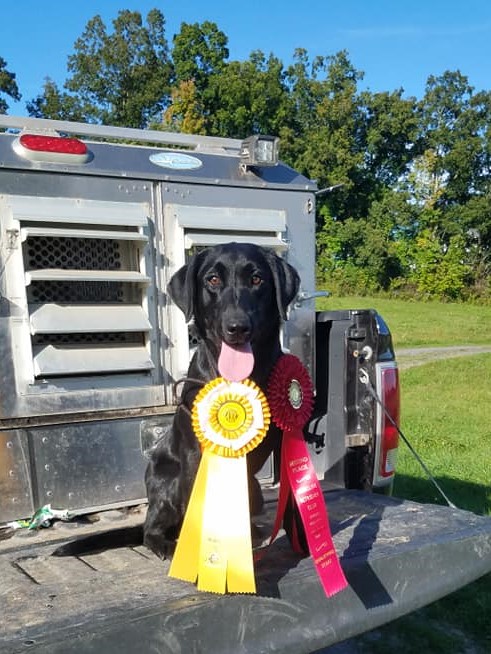 Stonewall's Not To Tough | Black Labrador Retriver