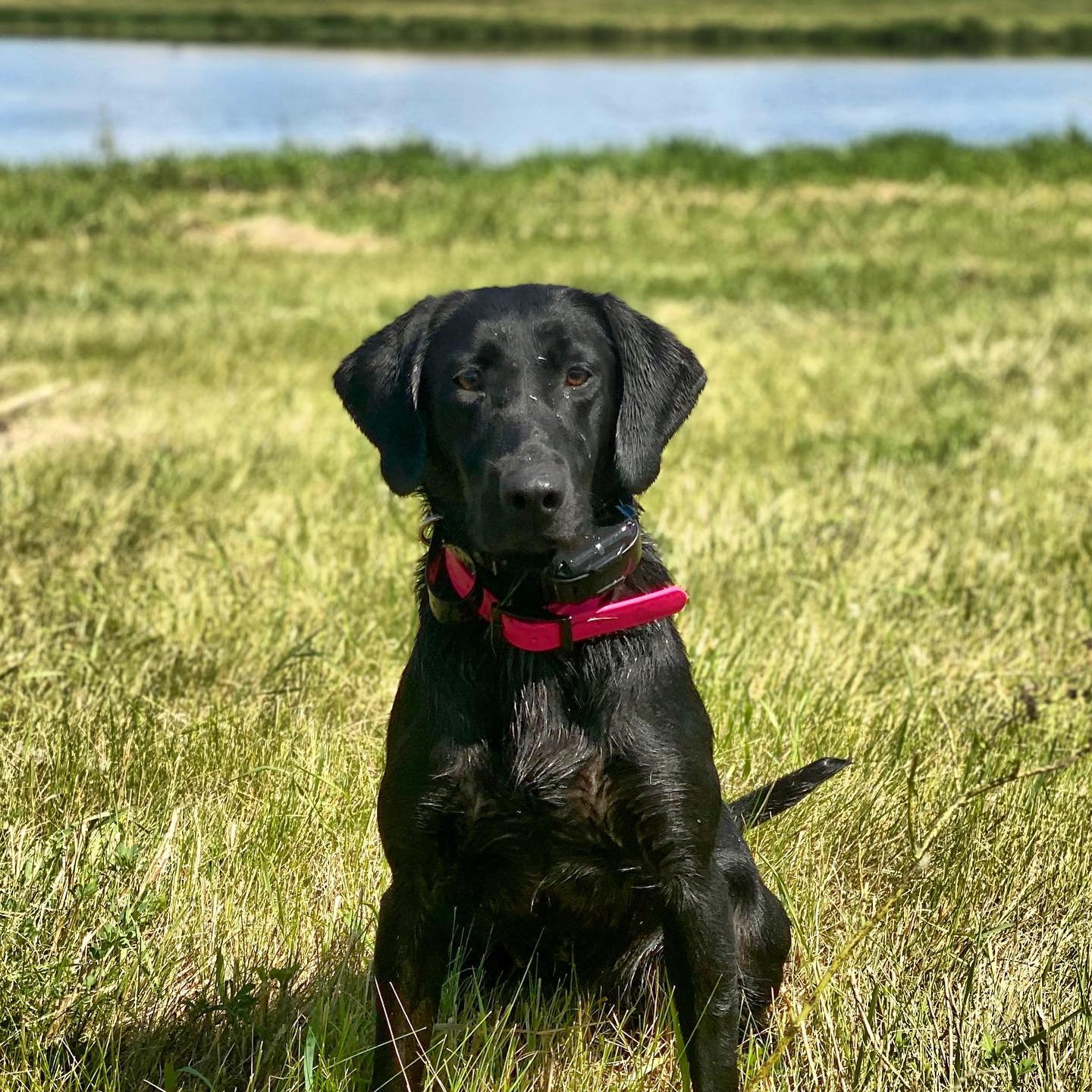 Southfork's American Muscle MH | Black Labrador Retriver