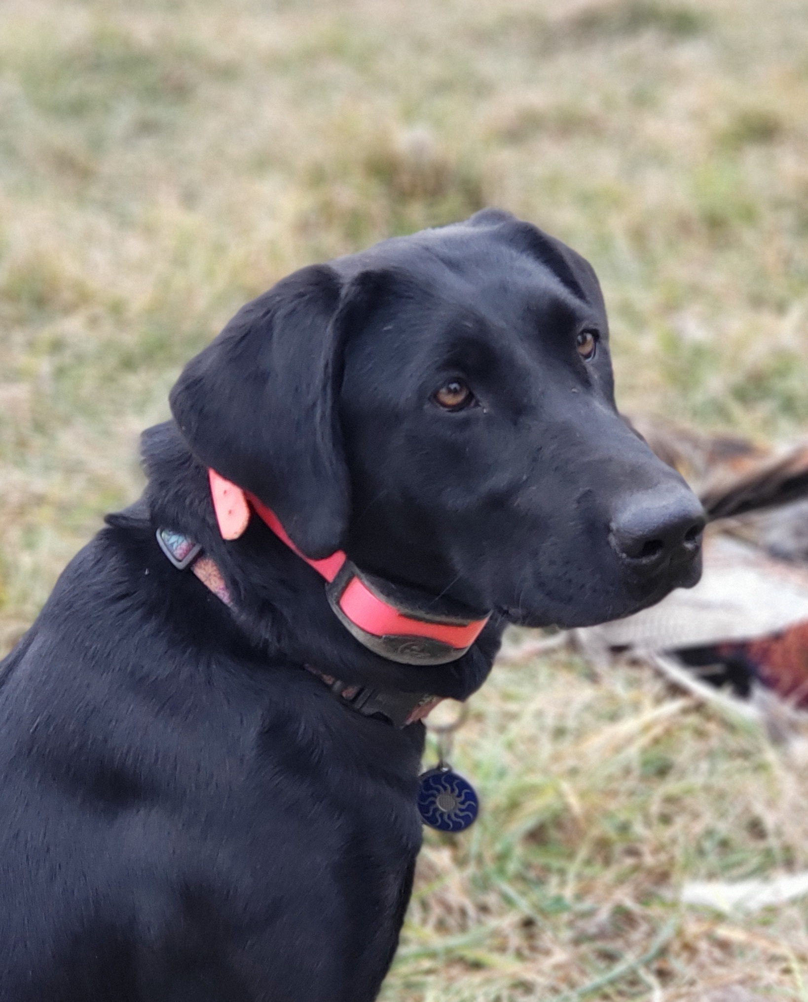 Storm's Ahead Windy City Wildside JH | Black Labrador Retriver