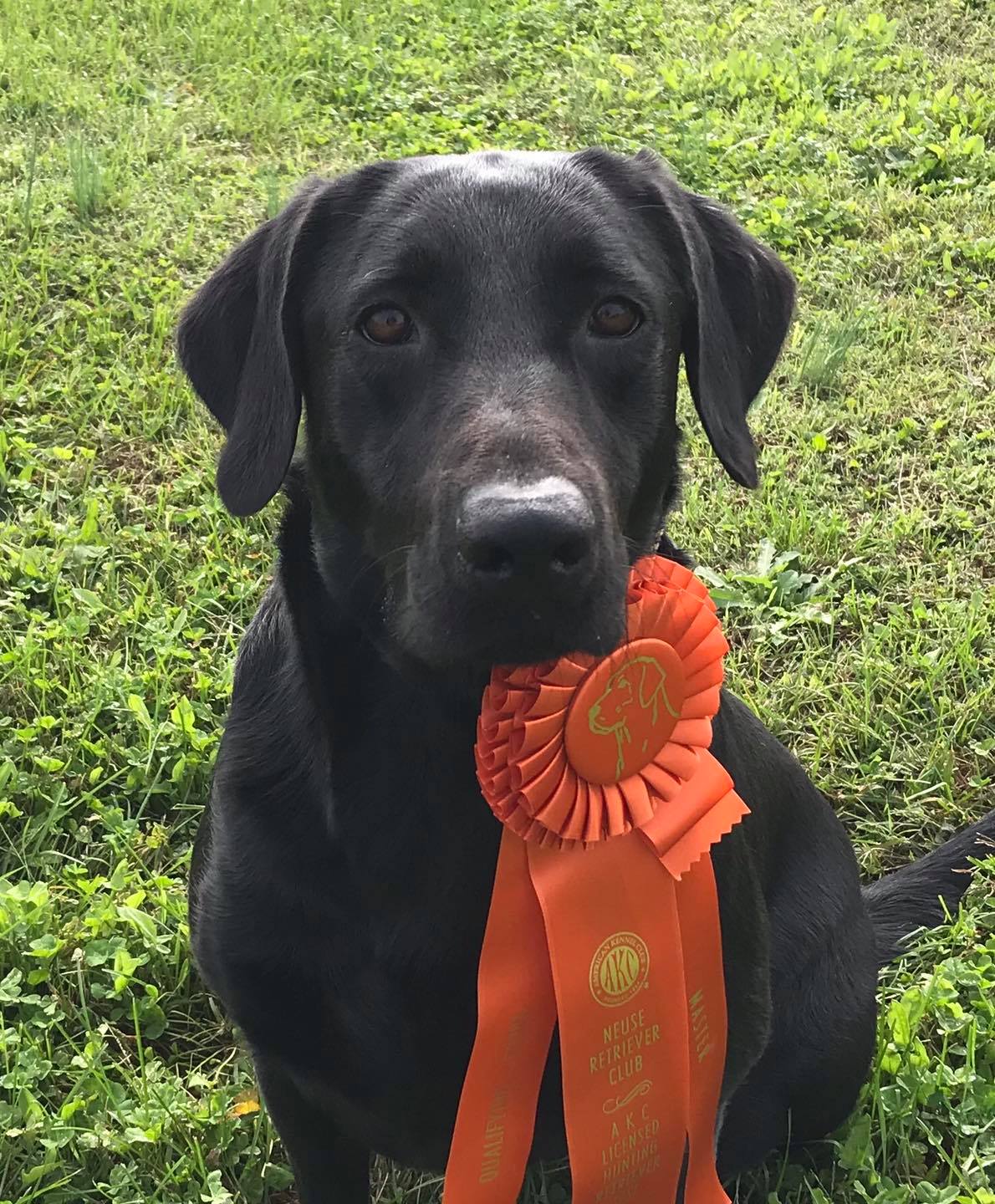 Troy Creek's Dark Side MH | Black Labrador Retriver