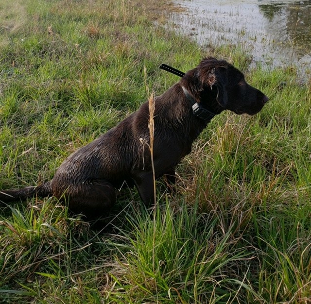 Erins Edge Angels Envy Bella | Chocolate Labrador Retriver