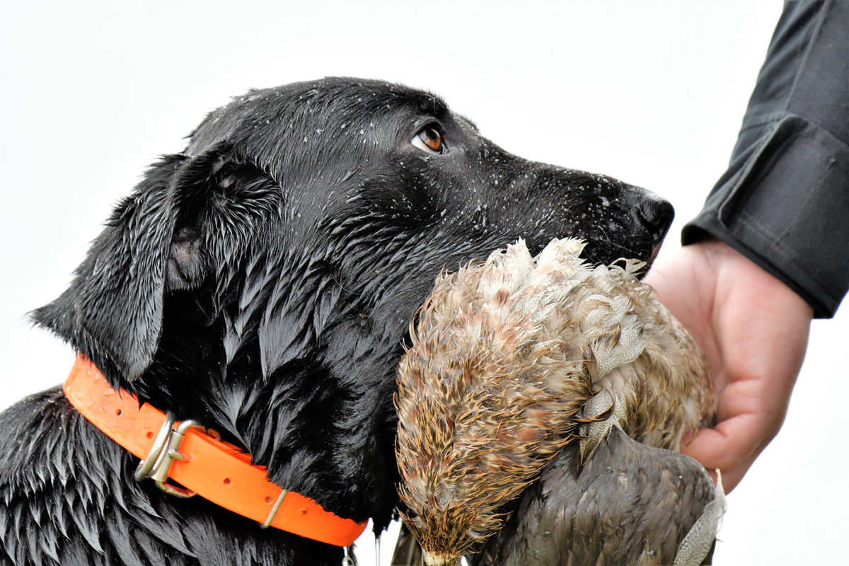 Diamond In The Rough "Tess" | Black Labrador Retriver