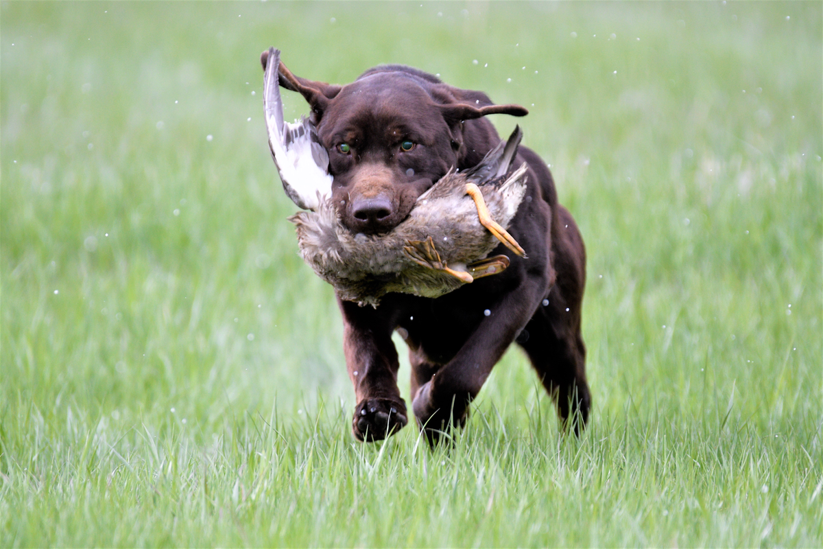 Diamond In The Rough "Beau" | Chocolate Labrador Retriver